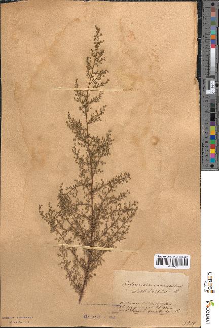 spécimen de Artemisia campestris