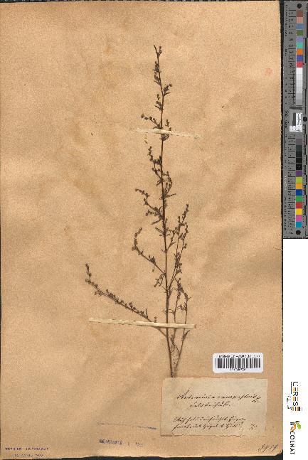 spécimen de Artemisia campestris