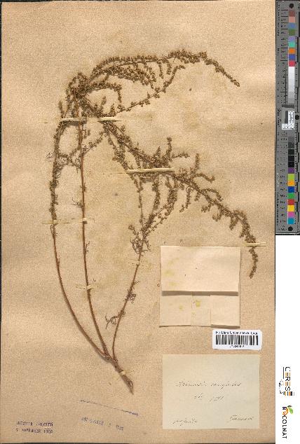 spécimen de Artemisia campestris