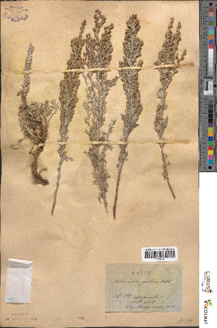 spécimen de Artemisia gallica