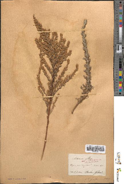 spécimen de Artemisia gallica