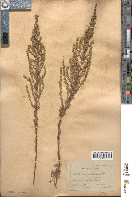 spécimen de Artemisia gallica