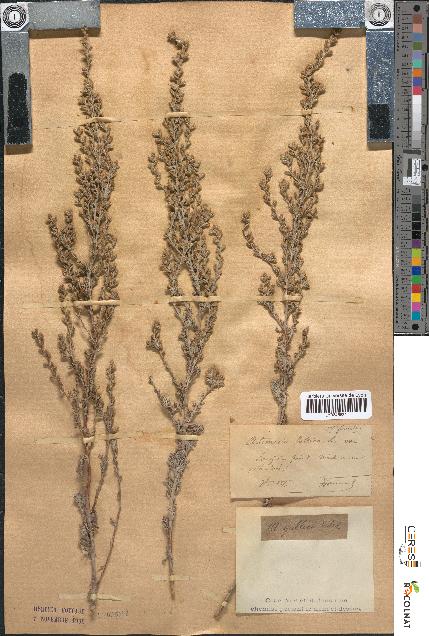 spécimen de Artemisia gallica