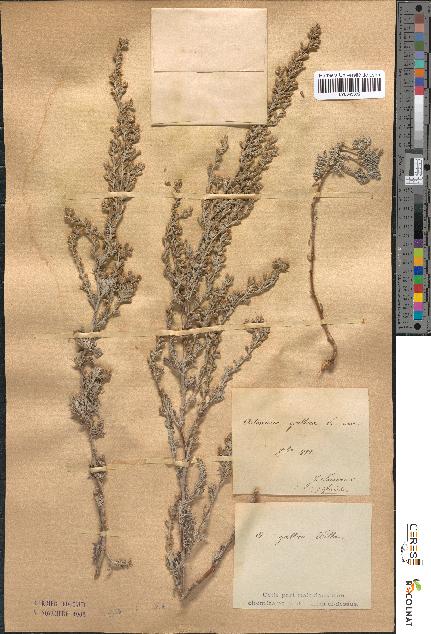 spécimen de Artemisia gallica