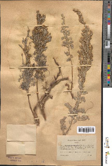 spécimen de Artemisia gallica