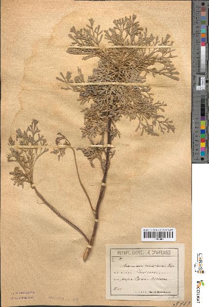 spécimen de Artemisia canariensis