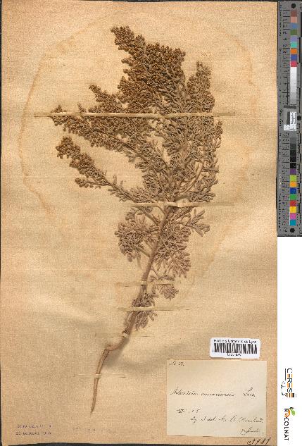 spécimen de Artemisia canariensis