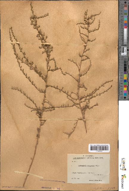 spécimen de Artemisia fragrans