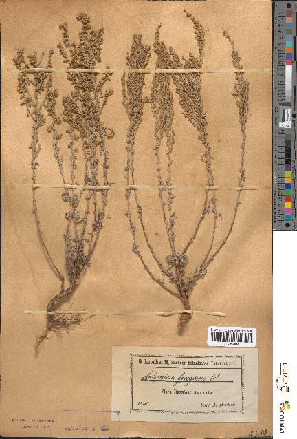 spécimen de Artemisia fragrans