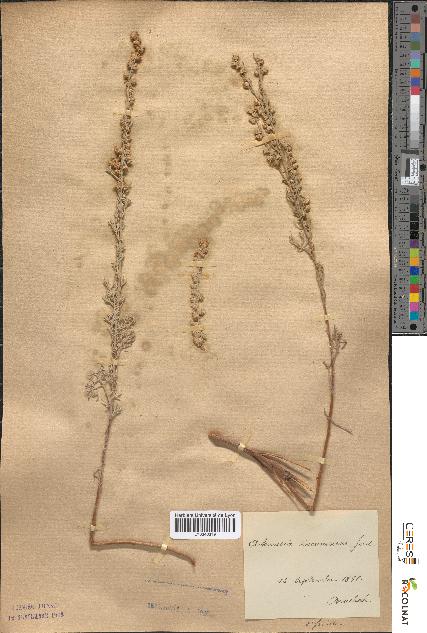 spécimen de Artemisia incanescens