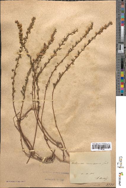 spécimen de Artemisia incanescens