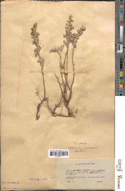 spécimen de Artemisia gallica