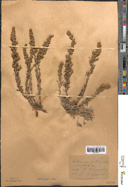 spécimen de Artemisia gallica