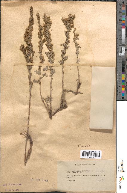 spécimen de Artemisia gallica