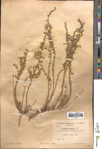 spécimen de Artemisia gallica