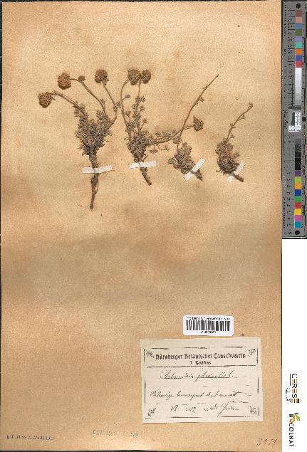 spécimen de Artemisia glacialis