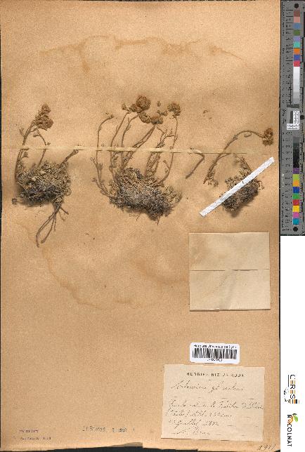 spécimen de Artemisia glacialis