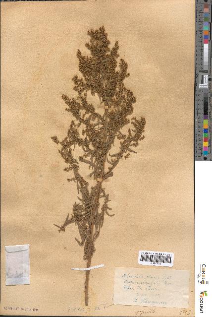 spécimen de Artemisia glauca