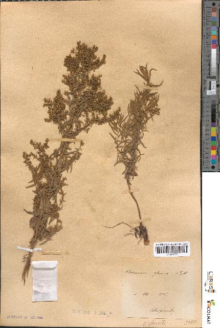 spécimen de Artemisia glauca