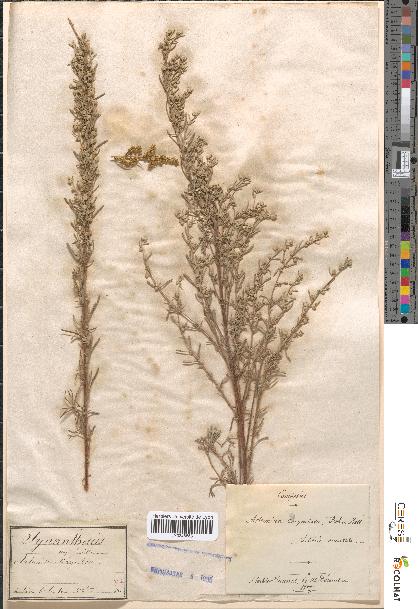 spécimen de Artemisia corymbosa