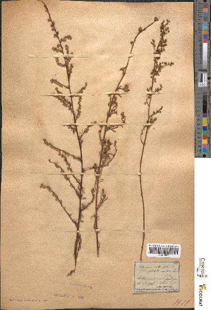 spécimen de Artemisia crithmifolia