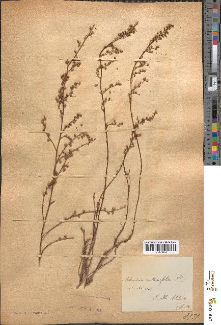 spécimen de Artemisia crithmifolia