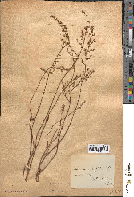 spécimen de Artemisia crithmifolia