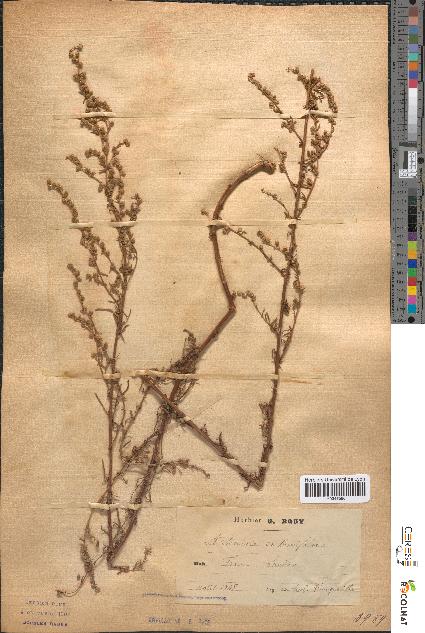 spécimen de Artemisia crithmifolia