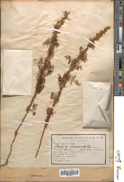 spécimen de Artemisia chamaemelifolia