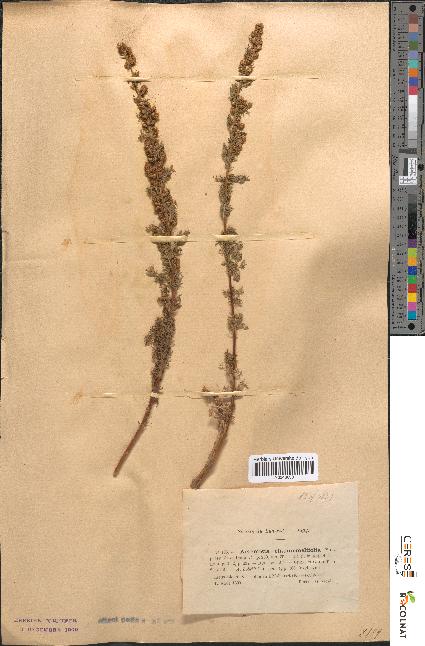 spécimen de Artemisia chamaemelifolia