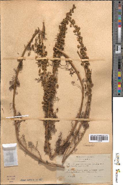 spécimen de Artemisia chamaemelifolia