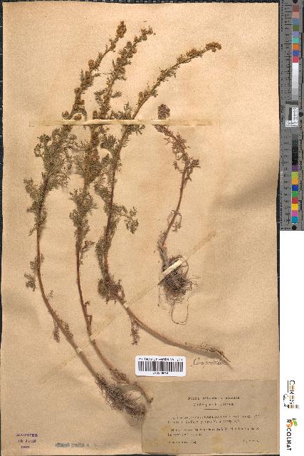 spécimen de Artemisia chamaemelifolia