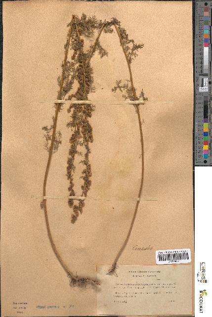 spécimen de Artemisia chamaemelifolia