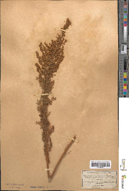 spécimen de Artemisia chamaemelifolia