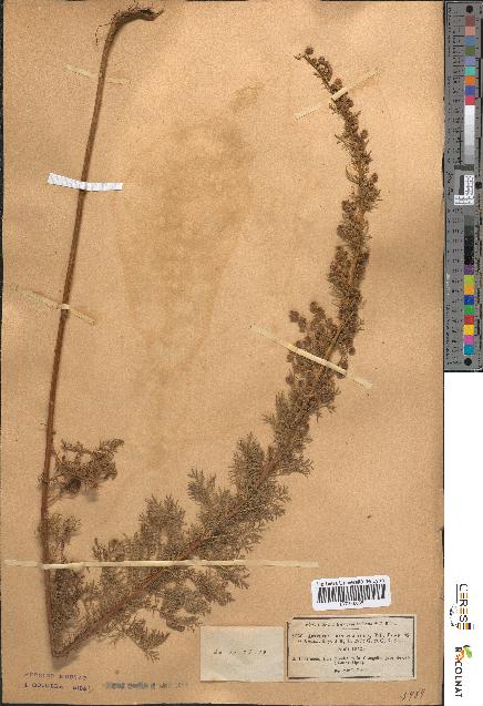 spécimen de Artemisia chamaemelifolia