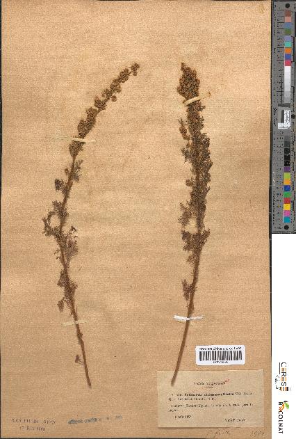 spécimen de Artemisia chamaemelifolia