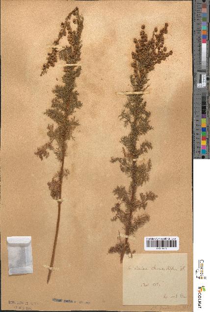 spécimen de Artemisia chamaemelifolia