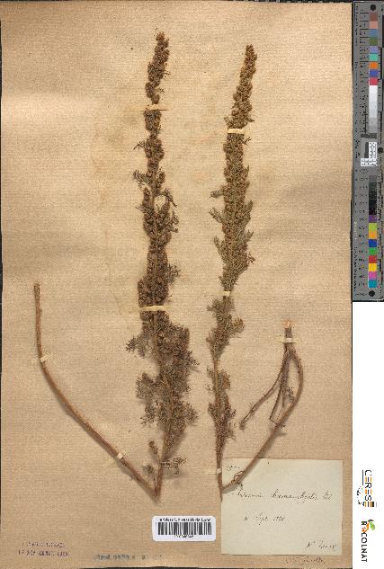 spécimen de Artemisia chamaemelifolia