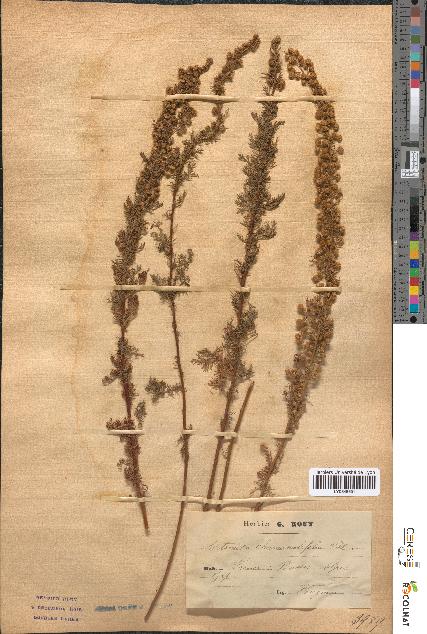 spécimen de Artemisia chamaemelifolia