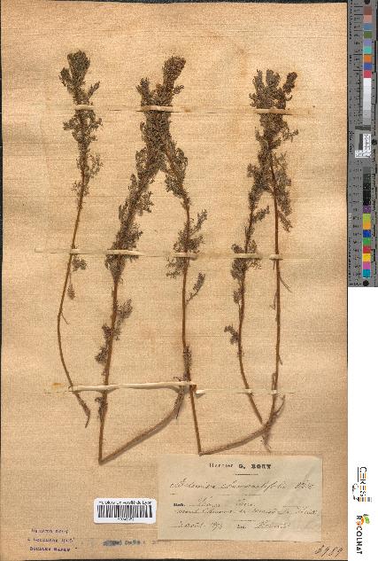 spécimen de Artemisia chamaemelifolia