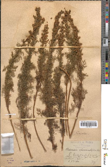 spécimen de Artemisia chamaemelifolia