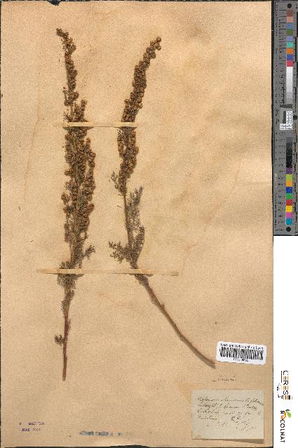 spécimen de Artemisia chamaemelifolia