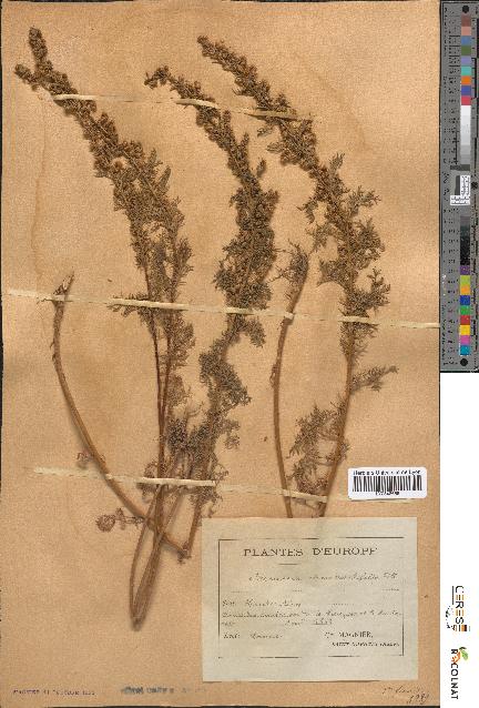 spécimen de Artemisia chamaemelifolia