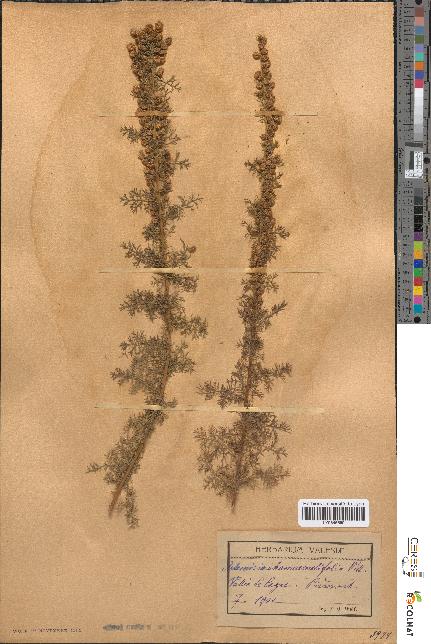 spécimen de Artemisia chamaemelifolia