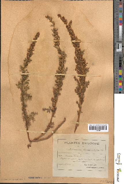 spécimen de Artemisia chamaemelifolia