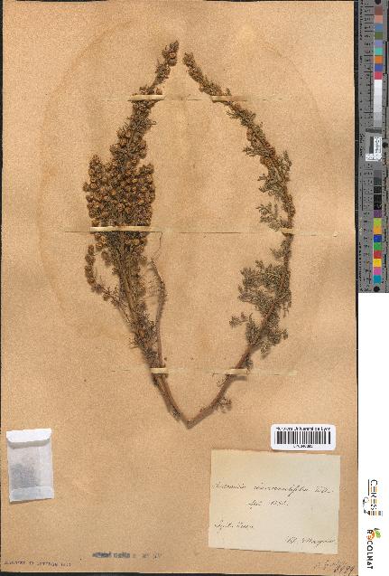 spécimen de Artemisia chamaemelifolia