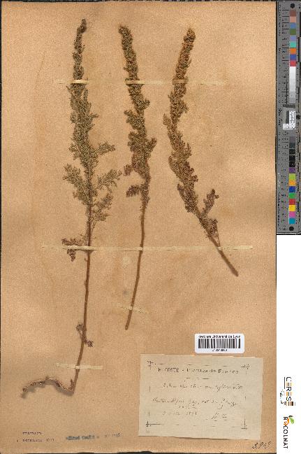 spécimen de Artemisia chamaemelifolia