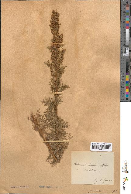 spécimen de Artemisia chamaemelifolia