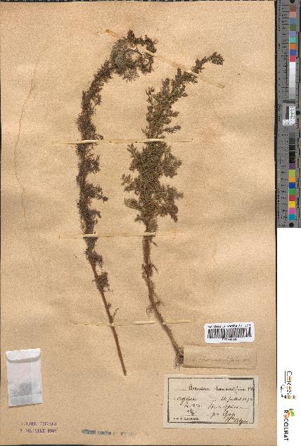 spécimen de Artemisia chamaemelifolia