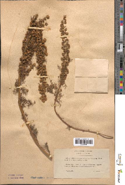 spécimen de Artemisia chamaemelifolia